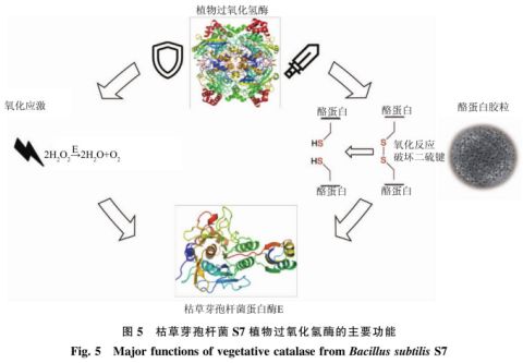 高效降解牛奶過(guò)敏原蛋白酶菌種篩選及其重組植物過(guò)氧化氫酶的功能驗(yàn)證 二